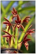 cymbidium orchid-Alia orchid care