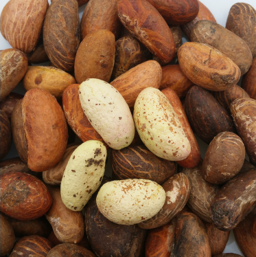 Brachystegia eurycoma-Rathore traders