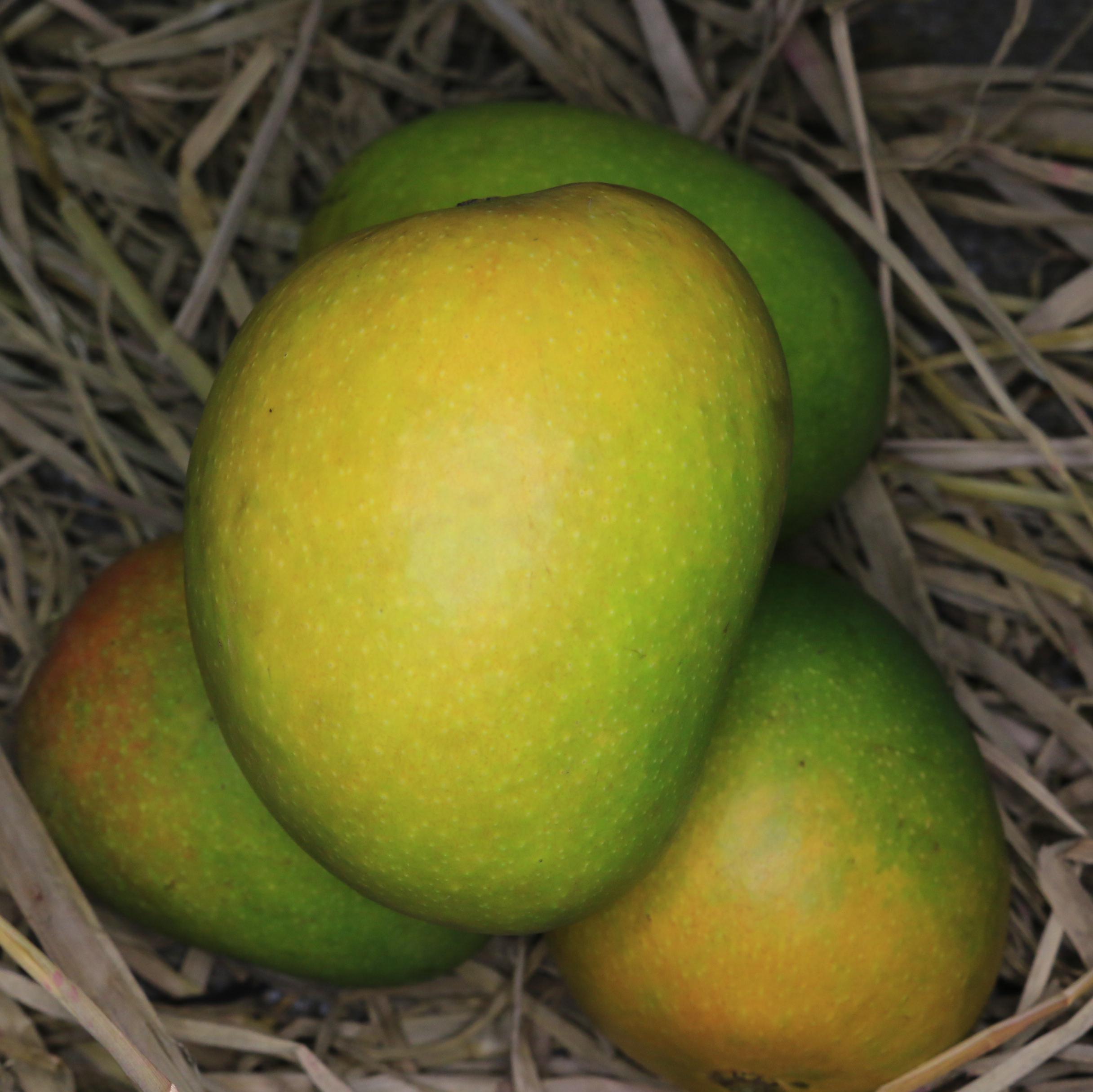Buy Mangoes Online - Mangoes & Fruits in India-Hapoos Mango
