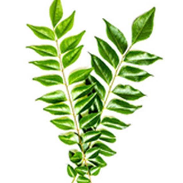 CURRY LEAVES-Gangai Exports