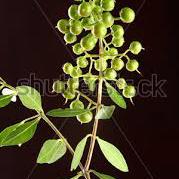 Herbs -Gajraj Traders