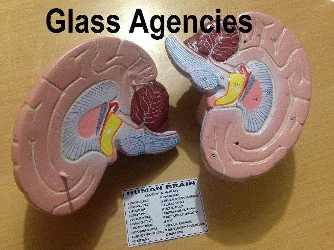 Human Brain Model-Glass Agencies