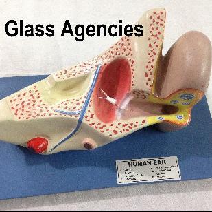 Human Ear-Glass Agencies