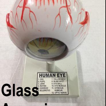 Human Eye-Glass Agencies