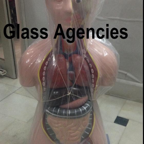 Human Torso-Glass Agencies