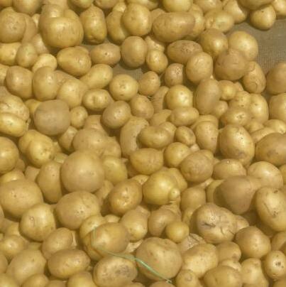 Fresh Potato-GREEN TRADERS
