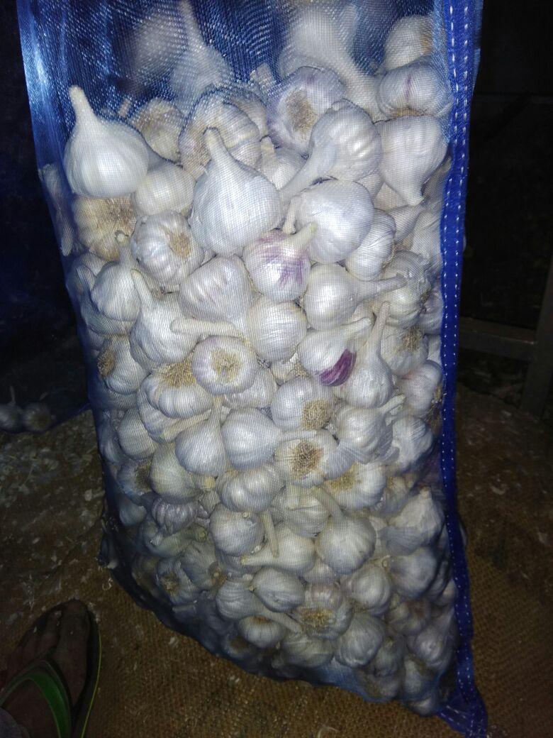 Garlic-Xtrovert Global Pvt Ltd