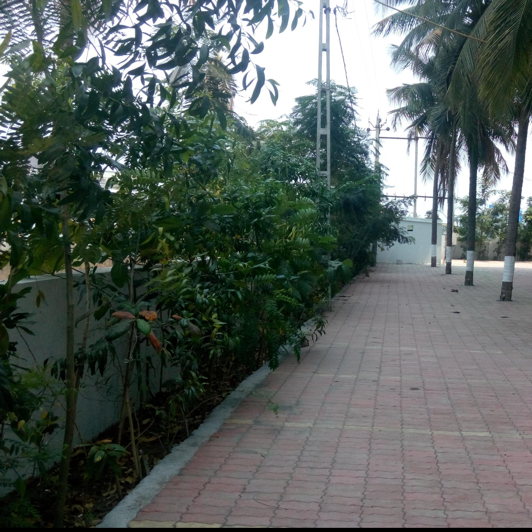 Society Foresting project-Enviro Creators Foundation