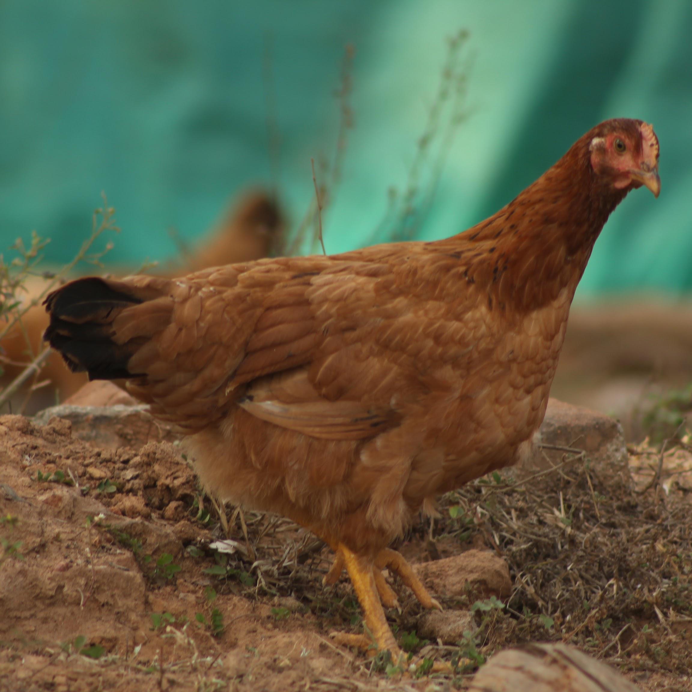 Naatu Kozhi (Rooster)-Ruby Farms