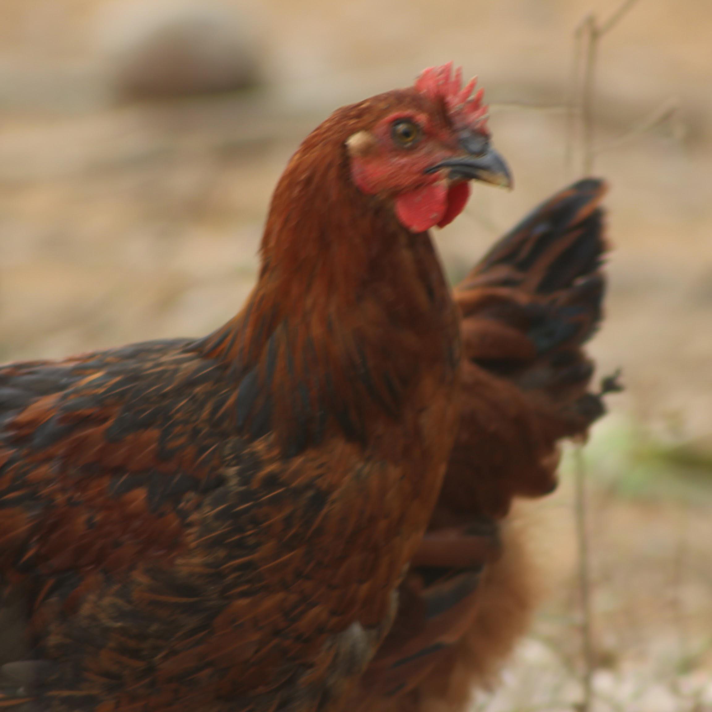 Country Rooster-Ruby Farms
