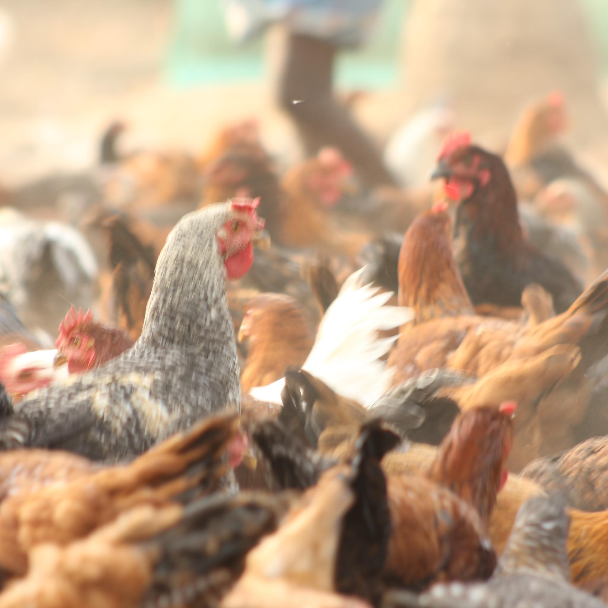 Giriraja Chicken-Ruby Farms