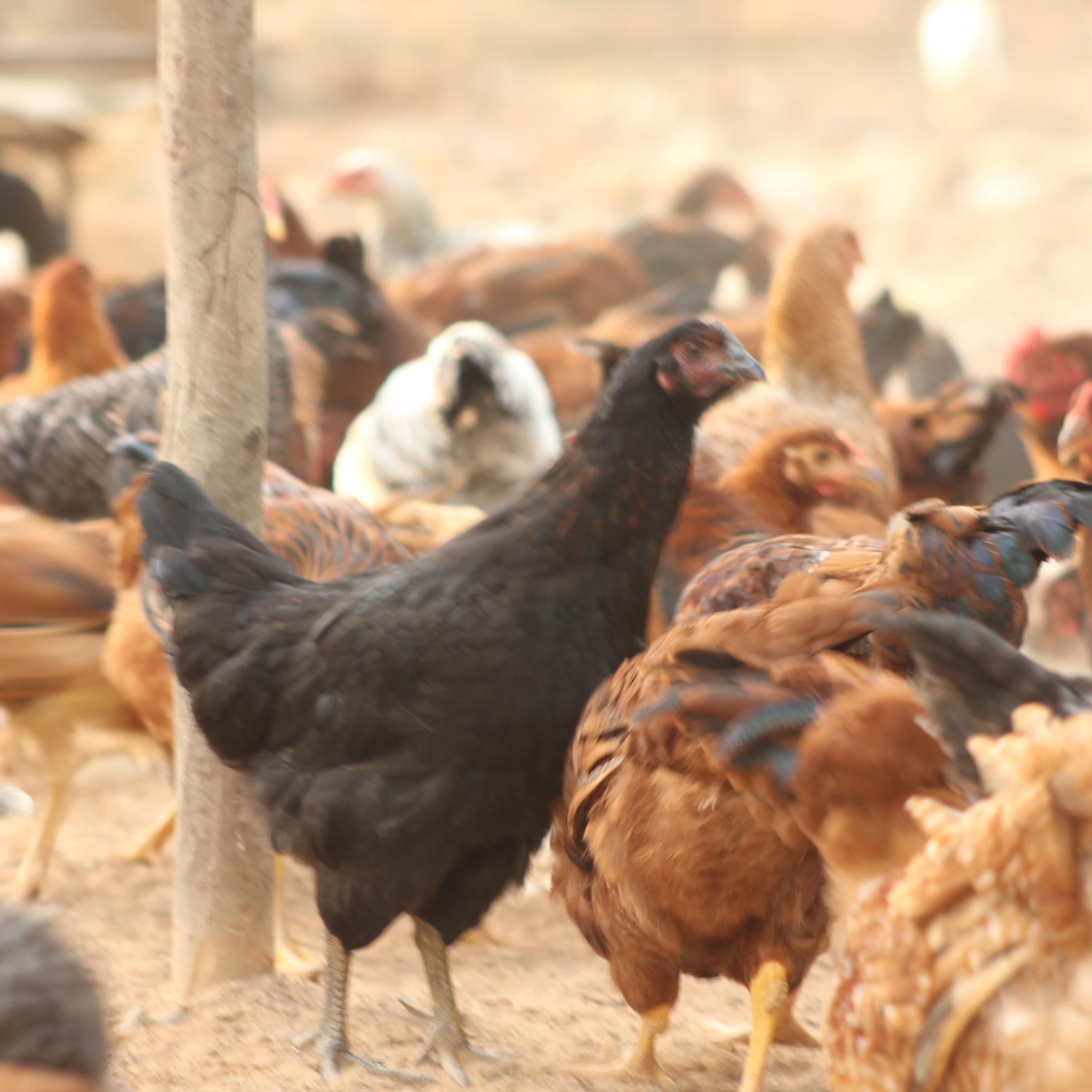 Giriraja Breed chicken-Ruby Farms