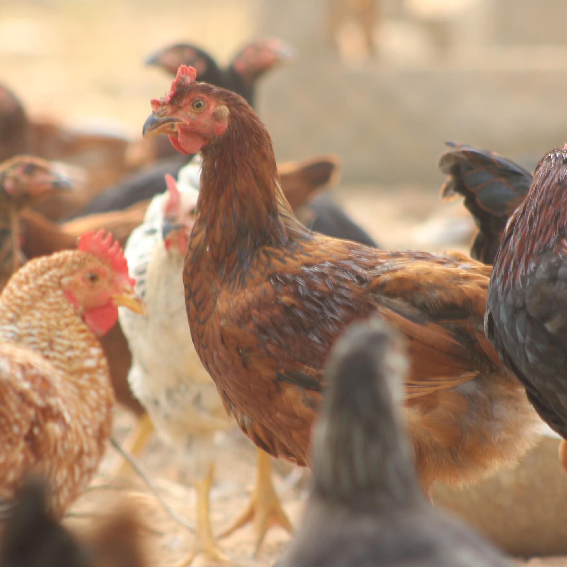 Giriraja Breed (Rooster)-Ruby Farms