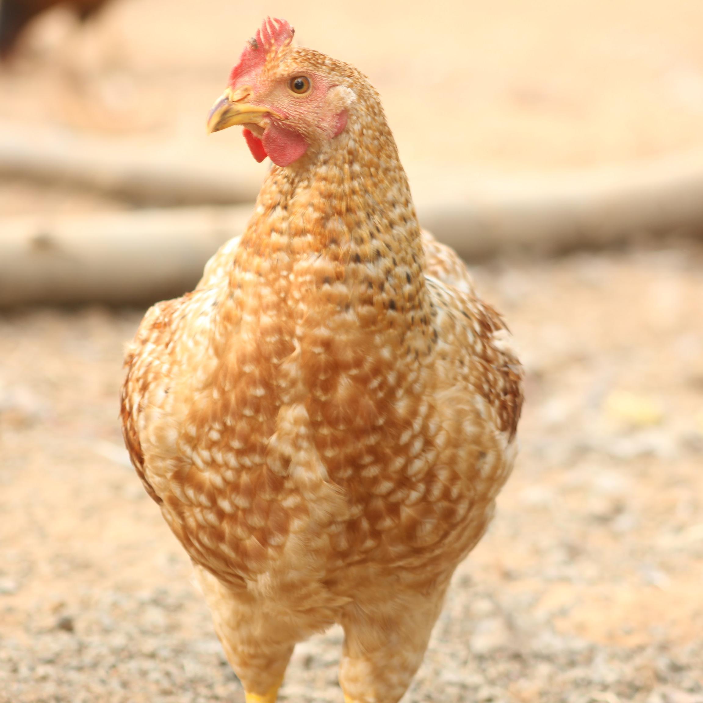 Live Country Chicken-Ruby Farms