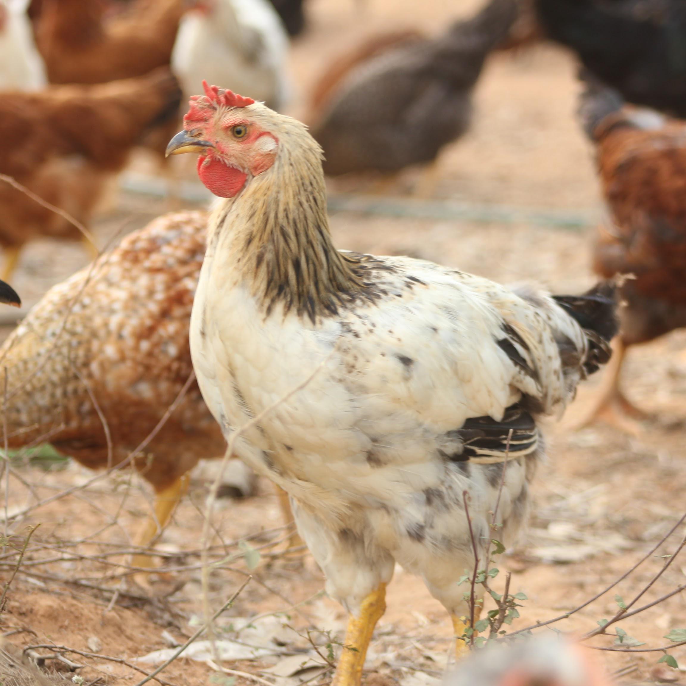 Vanaraja (Hen)-Ruby Farms