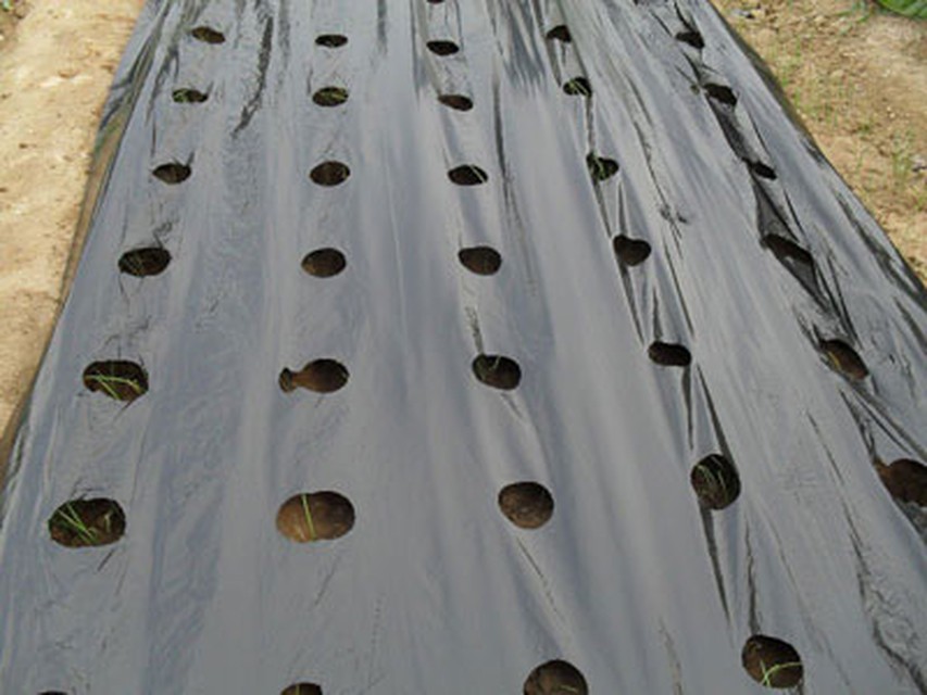 Mulch Films-Gayatri Plastics PVT.LTD.