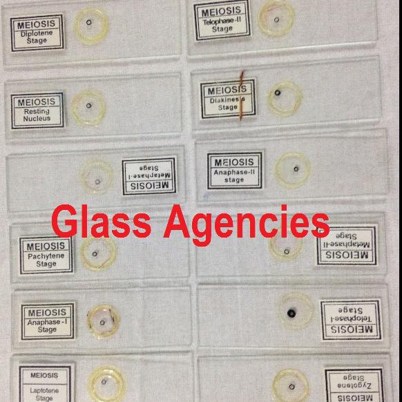 Prepared Slide-Glass Agencies