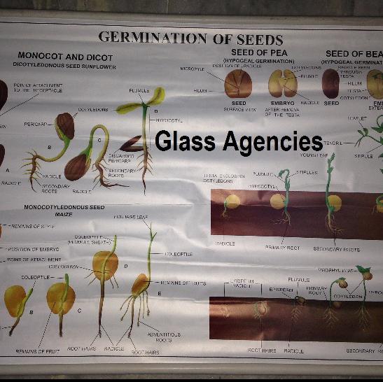 School Chart-Glass Agencies