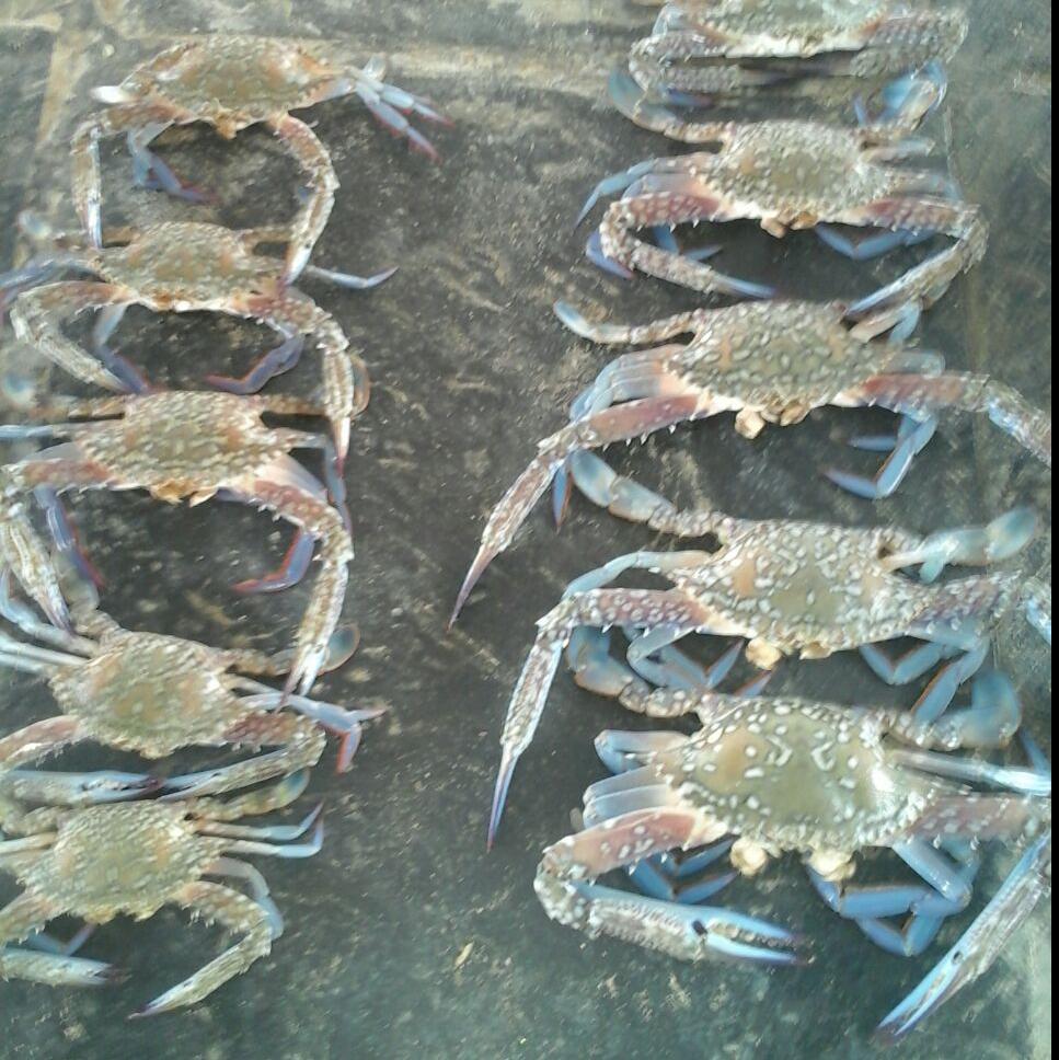 crab-raghu frozen sea foods suppliers