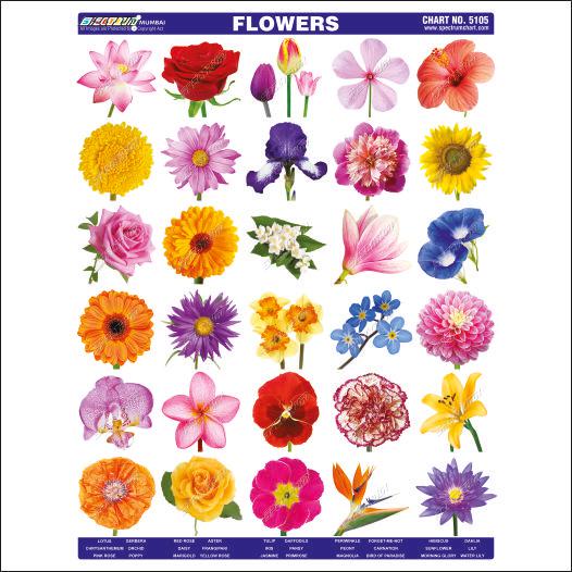 Double Premium Flowers Sticker Chart-Skylark Printers