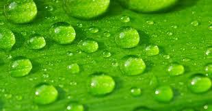 Green Acid-BIOCHEM INDUSTRIES