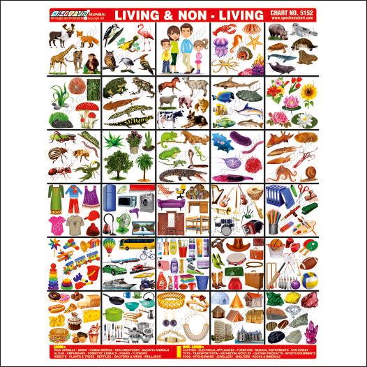 Double Premium Living & Non Living Sticker Chart-Skylark Printers
