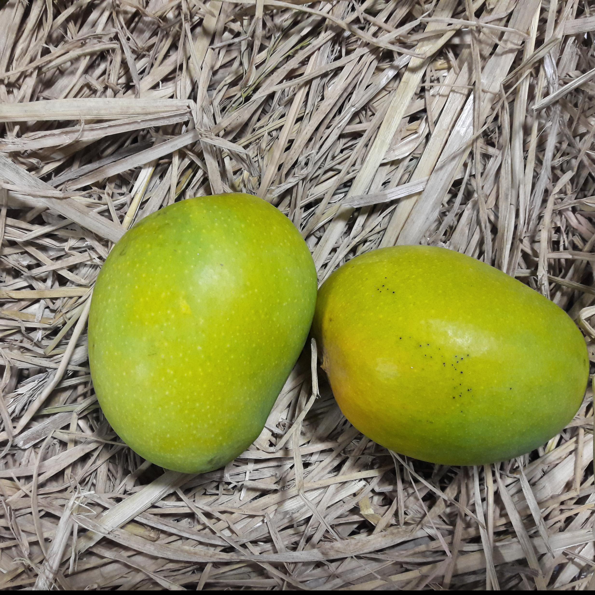 Buy Mangoes in India - Hafoos.com-Hapoos Mango