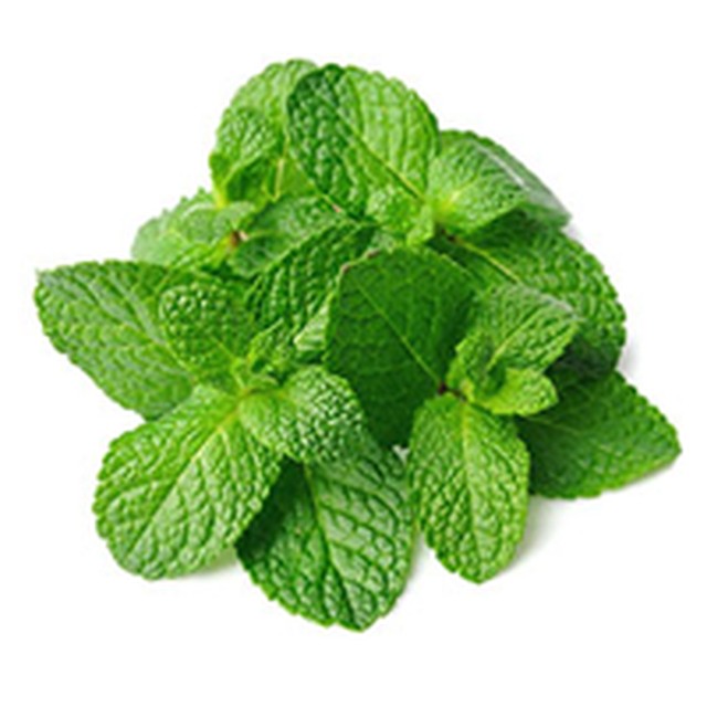 MINT LEAVES-Gangai Exports