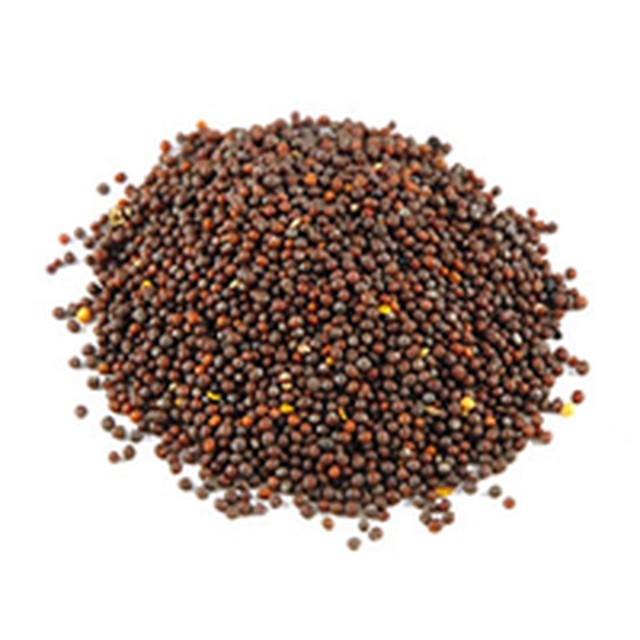 MUSTARD SEEDS-Gangai Exports