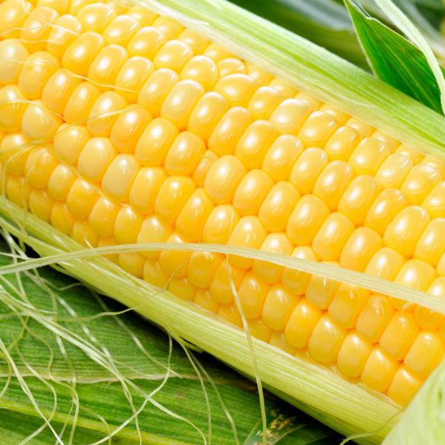 Maize-Panicle Exports Pvt.Ltd.