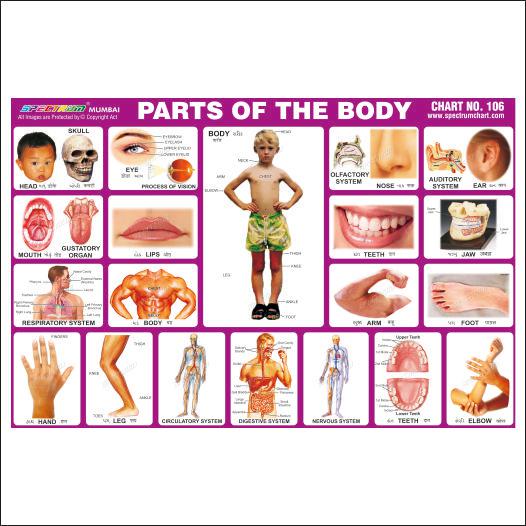 Part of the Body-Skylark Printers