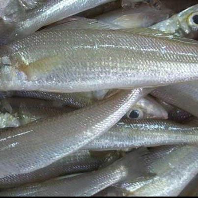 suringa-raghu frozen sea foods suppliers