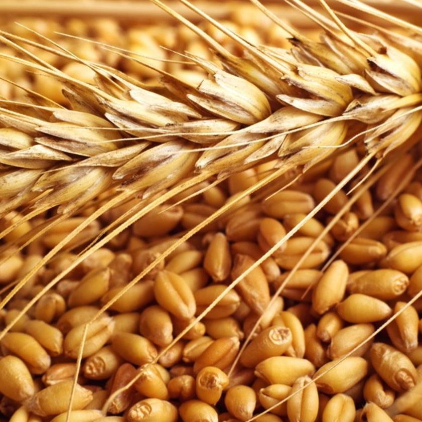 Wheat-Panicle Exports Pvt.Ltd.