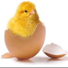 Start-Up Consultancy