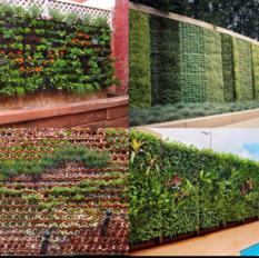 Vertical Garden