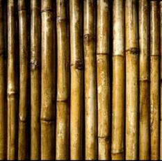 BAMBOO CEILING (415)
