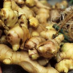 Nepali Fresh Ginger