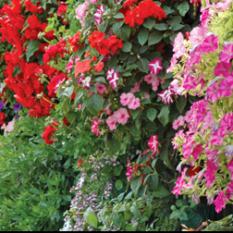 VERTICAL GARDEN (931)