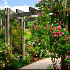 VERTICAL GARDEN (934)