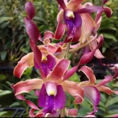 Dendrobium antelope