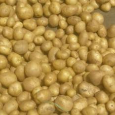 Fresh Potato