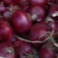 Red onion of nashik