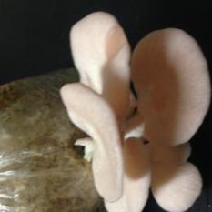 Oyster Mushroom (white/pink) fresh