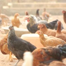 Giriraja Breed (Hen)