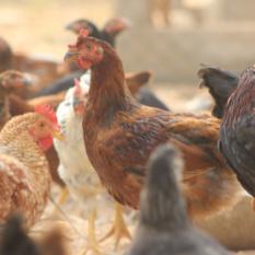 Giriraja Breed (Rooster)