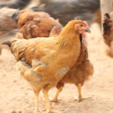 Naatu Kozhi (Giriraja Breed)