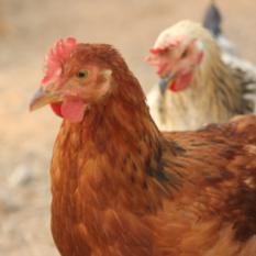 Vanaraja Breed Chicken