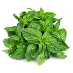 BASIL LEAVES
