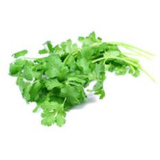 CORIANDER LEAVES