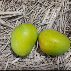 Buy Mangoes in India - Hafoos.com